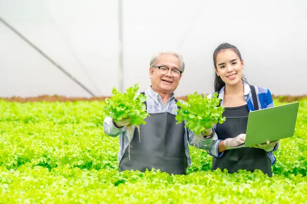 Happy Senior Asian Man Woman Farmer Showing Quality Vegetables Hydroponics Image En Vente
