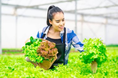 Mutlu gülümseyen Asyalı kadın çiftçi serada taze organik sebze topluyor.