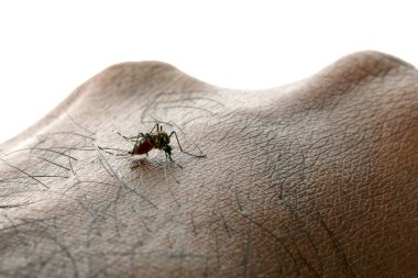 Aedes aegypti Sivrisinek. İnsan kanı emen bir sivrisineği kapat.
