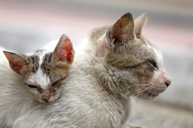 Serseri kedi. Asya kirli sokakta evsiz vahşi kediler 