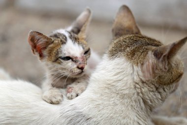 Serseri kedi. Asya kirli sokakta evsiz vahşi kediler 
