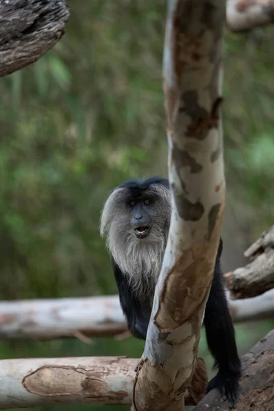 Singe Macaque Queue Lion Forêt Indienne Evergreen — Photo