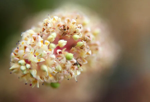 Квітка Манго Гілка Суцвіття Квітки Манго — стокове фото
