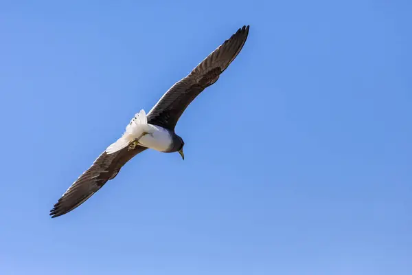 サウジアラビアの青い空を飛ぶシングルスートグル Jeddah — ストック写真