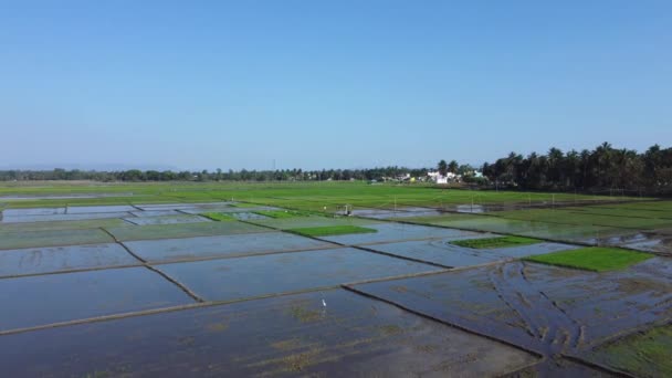 Een Morgen Uitzicht Van Een Landbouwgrond Voor Rijst Padie Zaaiseizoen — Stockvideo