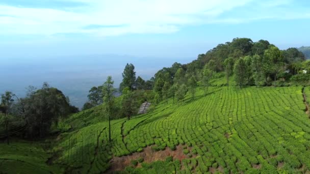 Widok Lotu Ptaka Plantacji Herbaty Wzgórzu Lesie Nilgiri Ooty — Wideo stockowe