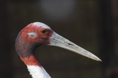 Sarus Turnası, kuş