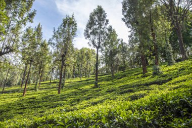 Ooty Tamil Nadu 'daki çay bahçelerinin manzarası