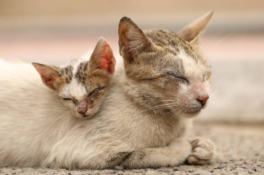 Serseri kedi. Asya kirli sokakta evsiz vahşi kediler 