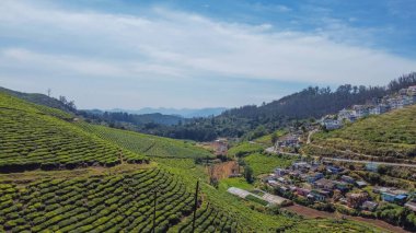 Ooty Tamil Nadu 'daki çay bahçelerinin manzarası