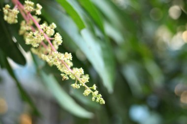Mango çiçek, önümüzdeki mango çiçek şube.