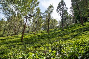 Ooty Tamil Nadu 'daki çay bahçelerinin manzarası