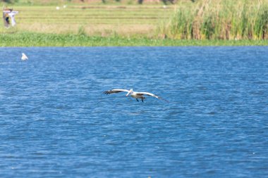 Büyük beyaz pelikan, hayvan