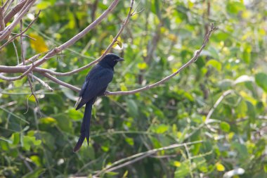 Kara Drongo dalın üzerine tünemiş, Dicrurus makrocercus