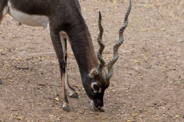 erkek siyah buck, antilop cervicapra. 