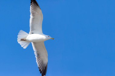 Avrupa ringa martısı Suudi Arabistan 'da mavi gökyüzünde uçuyor Jeddah