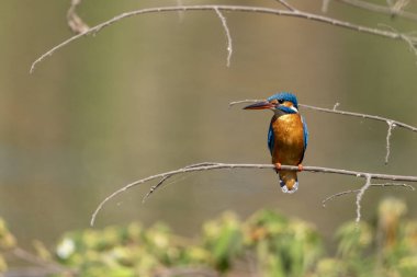 Ortak Kingfisher (Alcedo şuna erkek)