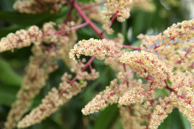 Mango çiçek, önümüzdeki mango çiçek şube.