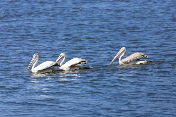 Большие Белые Пеликаны Животные — стоковое фото