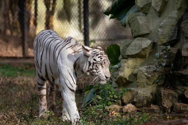White Tiger Zoo — Stock Photo, Image