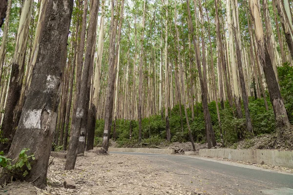 Belo Padrão Natural Madeiras Formadas Por Eucaliptos Árvores Floresta — Fotografia de Stock