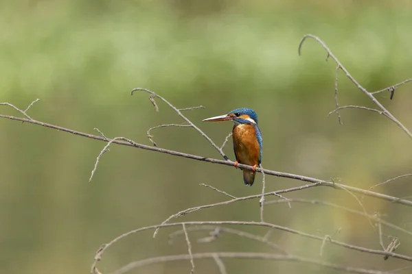 Ortak Kingfisher Alcedo Şuna Erkek — Stok fotoğraf