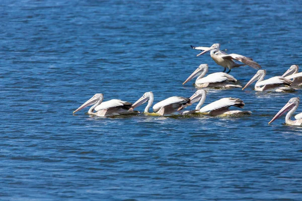Grote Witte Pelikanen Dier — Stockfoto
