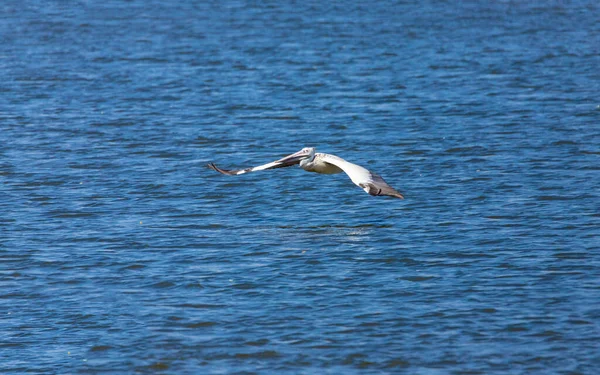 Grande Pelicano Branco Animal — Fotografia de Stock