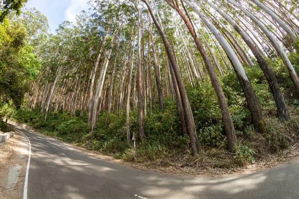 Piękne Naturalne Wzory Lasów Utworzone Przez Drzewa Eukaliptusa Lesie — Zdjęcie stockowe