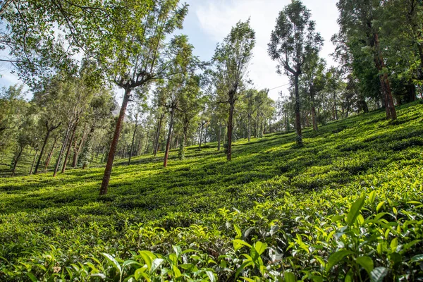 Widok Ogrodów Herbaty Znajduje Się Ooty Tamil Nadu — Zdjęcie stockowe