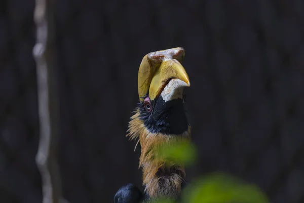 Hornbill Bec Jaune Grand Hornbill Grand Indien — Photo