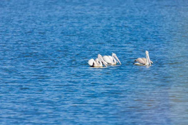 Большие Белые Пеликаны Животные — стоковое фото