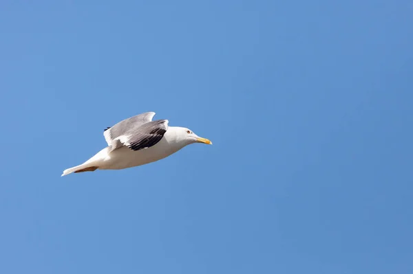在沙特阿拉伯吉达的蓝天中飞翔的欧洲鲱鱼海鸥 — 图库照片