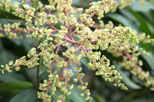 stock image Mango flower, A branch of inflorescence mango flower.