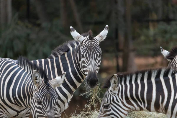 Close Zebra Grazen Gras Met Wazig Achtergrond Dierentuin Rechtenvrije Stockafbeeldingen