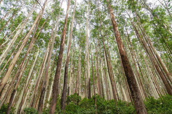 Beau Motif Bois Naturel Formé Par Les Eucalyptus Dans Forêt Image En Vente