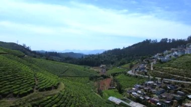 Nilgiri Ormanı 'ndaki bir tepedeki çay tarlasının havadan görünüşü..