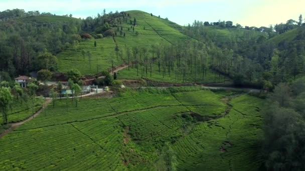 Una Vista Aérea Plantación Una Colina Bosque Nilgiri Ooty — Vídeos de Stock
