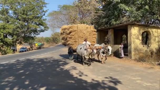 Ινδιάνος Αγρότης Δουλέψει Φάρμα Του Στο Μπούλοκ — Αρχείο Βίντεο