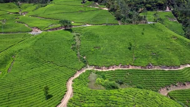 Зеленый Пейзаж Видом Чайные Плантации Муннар Керала Южная Индия — стоковое видео