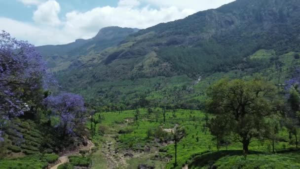 Piękny Zielony Krajobraz Aerial View Munnar Plantacji Herbaty Kerala Indie — Wideo stockowe