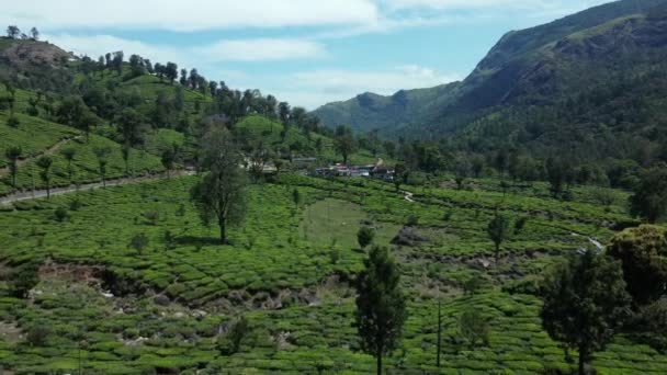 Красивий Зелений Пейзаж Повітряний Вид Чайні Плантації Муннар Керала Південна — стокове відео