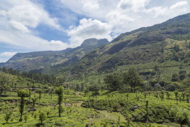Munnar, Kerala, Hindistan 'daki çay tarlaları. Gün batımında güzel çay tarlaları