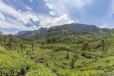 Munnar, Kerala, Hindistan 'daki çay tarlaları. Gün batımında güzel çay tarlaları