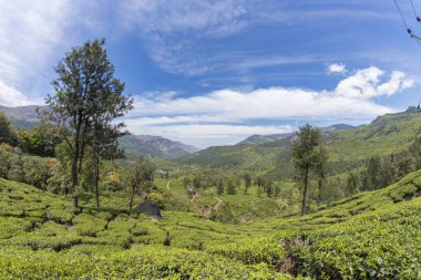 Munnar, Kerala, Hindistan 'daki çay tarlaları. Gün batımında güzel çay tarlaları