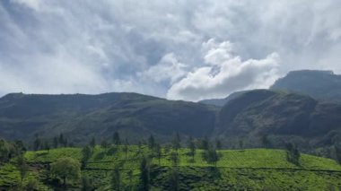 Güney Hindistan, Kerala Munnar Çay Çiftlikleri 'nin güzel yeşil manzarası.