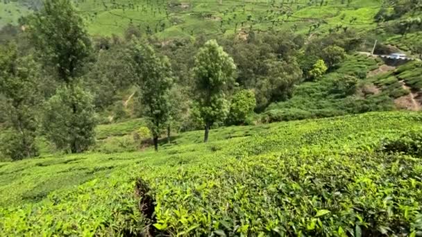 Krásná Zelená Krajina Munnar Tea Plantations Kerala Jižní Indie — Stock video
