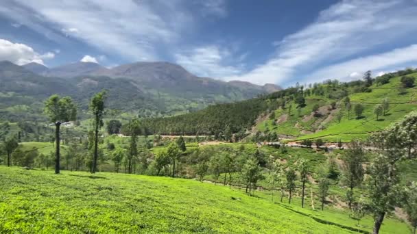 Güney Hindistan Kerala Munnar Çay Çiftlikleri Nin Güzel Yeşil Manzarası — Stok video