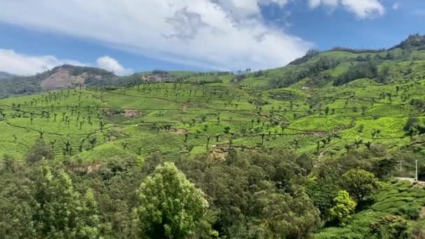Зеленый Ландшафт Чайных Плантаций Муннар Керала Южная Индия — стоковое видео