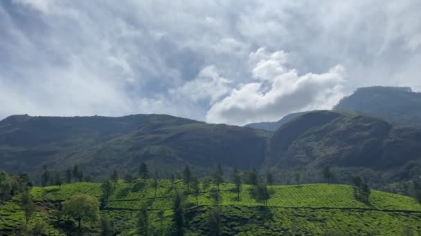 Bela Paisagem Verde Plantações Chá Munnar Kerala Sul Índia — Vídeo de Stock